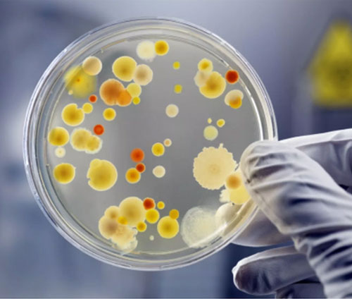 Bacteria Culture - Powder & Liquid